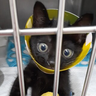 助けて欲しい。（人の助けがないと生きられない)