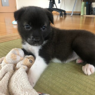 生後1ヶ月の可愛い女の子 「グラ」