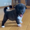 生後1ヶ月の可愛い女の子 「グラ」 サムネイル5