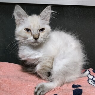 キャンセルのため再募集