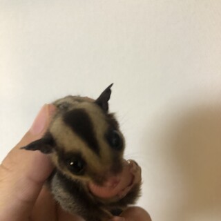 フクロモモンガ　オス　里親募集