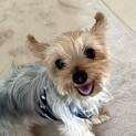 ヨークシャテリアのルーフィくん　里親様募集☆