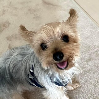 ヨークシャテリアのルーフィくん　里親様募集☆