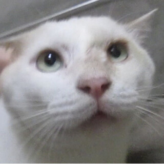 チャシロほとんど白色生後2年半過前後オス（末去勢）