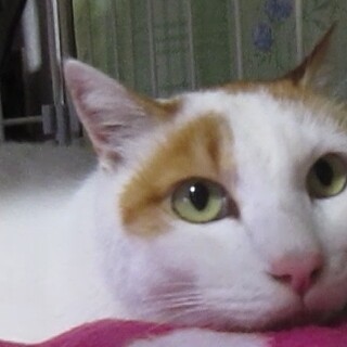 茶白 生後6年超オス（去勢済）