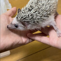 生後3ヶ月のハリネズミ♂ （自宅繁殖です）