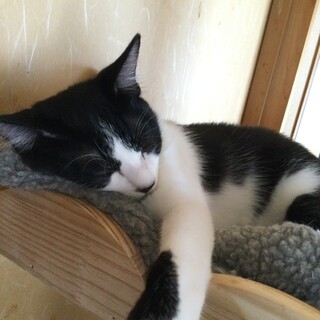 8か月やんちゃで甘えん坊の男の子