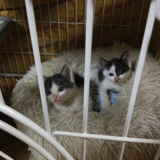 姉弟仲良しちびすけさん