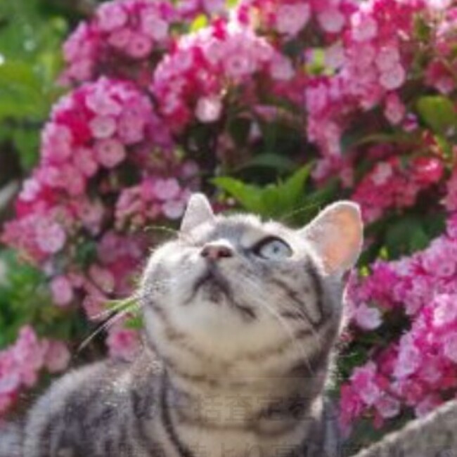 ハルマニア100のカバー写真