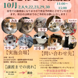 ほごねこの譲渡会
