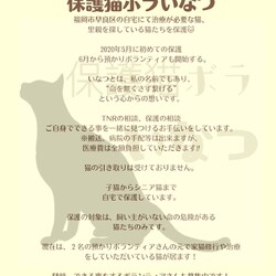 ほごねこの譲渡会 サムネイル2