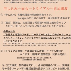 ほごねこの譲渡会 サムネイル3