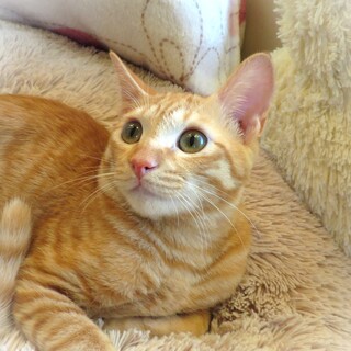 人馴れ抜群　チャコくん☆男の子　5か月