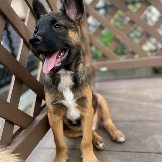 【募集停止】カバ似の天ちゃん