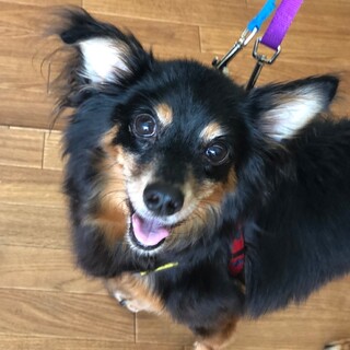 くろすけはチワックス？