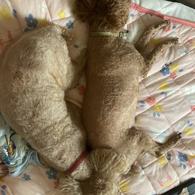 3riのカバー写真