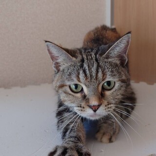 短足マンチカン♪ 生涯大切にして下さる方