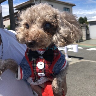 プードル　男の子　ぐっち君