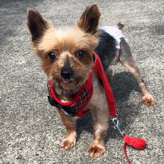 ヨーキー　女の子　つきみちゃん