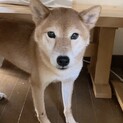 すみっコぐらしの柴犬「おこげちゃん」お見合い決定