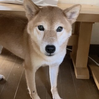 すみっコぐらしの柴犬「おこげちゃん」お見合い決定