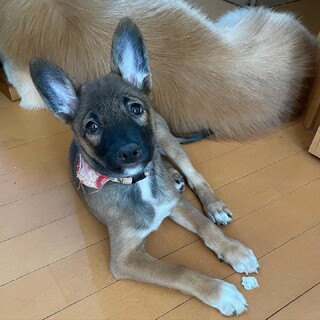 お転婆娘！アンジュ