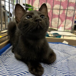 カクカクしっぽの黒猫 ふーか♀