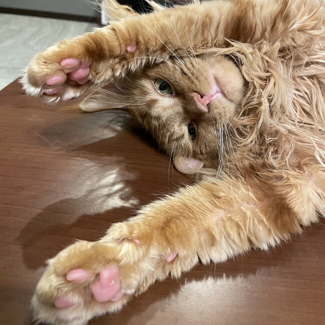megumi1105のカバー写真