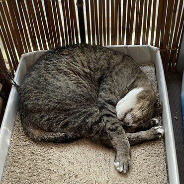 爆睡（＾∇＾）