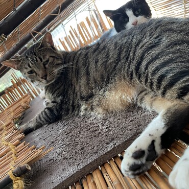 ロフトにはいつもの2匹（＾∇＾）