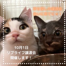 LiveLife譲渡会inキャットソシオンギャラリー*第138回