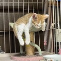 ハチワレ茶白ちゃん里親募集！