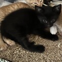 かわいい黒猫さん里親募集！
