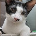 ニモくん^_^緊急里親募集中！！