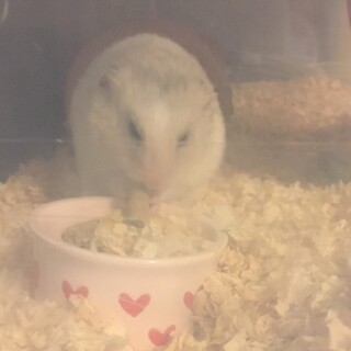 里親様決定しました