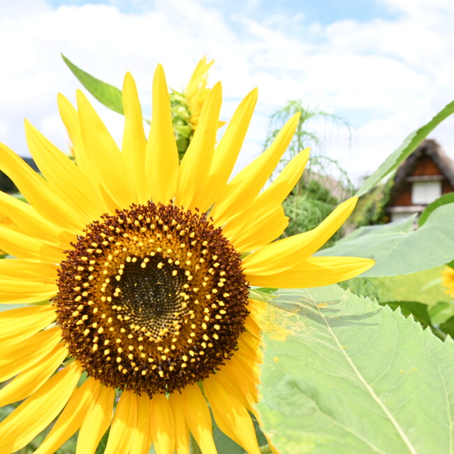 さゆりのおうちのカバー写真