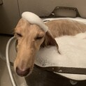 ミニチュアダックスフンド、6歳
