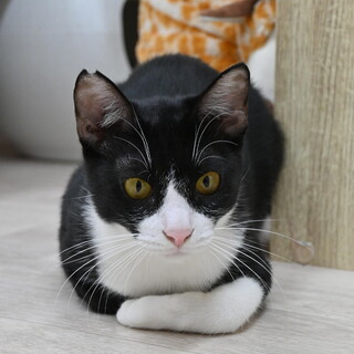 ひじき：少し怖がりな凛々しい男の子。