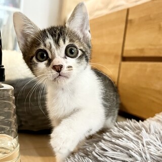 カッコいいトラ柄ボーイ、パルムくん