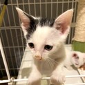 ミッキー模様の子猫☆男の子
