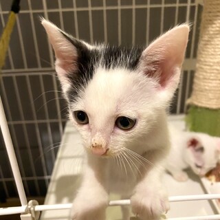 ミッキー模様の子猫☆男の子