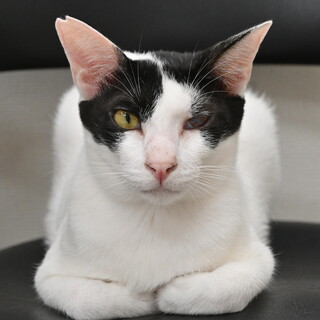 はやて：甘えん坊の男の子。