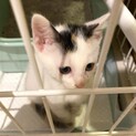 かわいい三毛猫☆ミニーちゃん