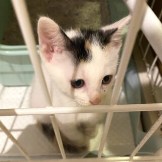 かわいい三毛猫☆ミニーちゃん