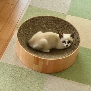 シャム風ブルーの瞳♡らいくん