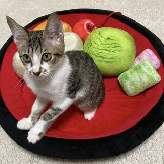 ミルクから育てたので人なれ抜群！☆あずきちゃん