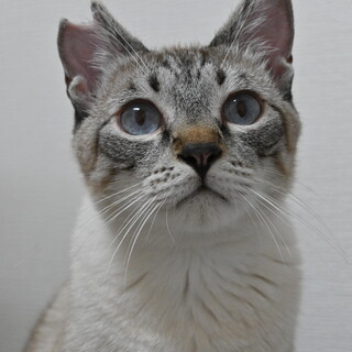 陸（りく）：青い瞳のシャム風男の子。