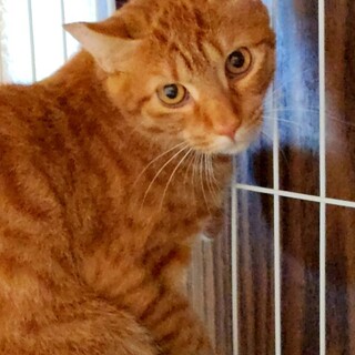 茶トラのなっちゃん