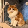 むぎきなこ