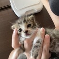 キジトラ柄の男の子
